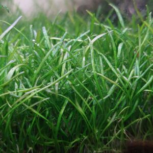 Natuscape Eleocharis Parvula Mini
