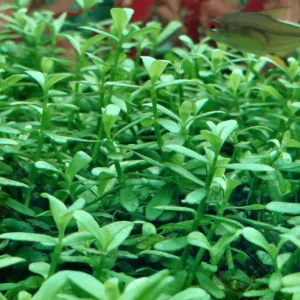 Natuscape Hedyotis Salzmannii