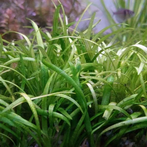 Natuscape Eleocharis Parvula Mini