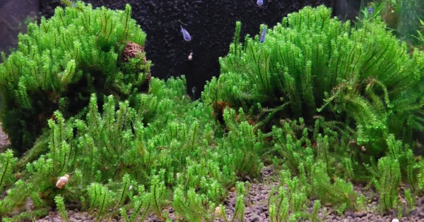 Distichophyllum Hookeriaceae (Miniaturka)
