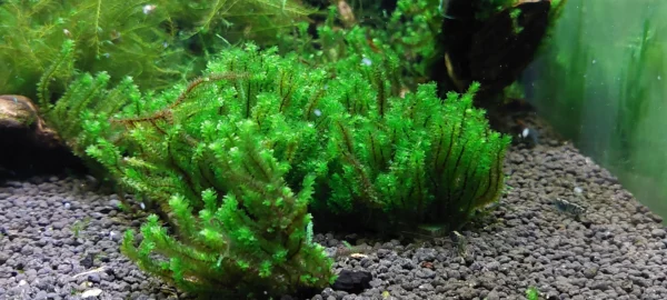 Distichophyllum Hookeriaceae Widok na Kępke jak Wygląda Zostawiona Luzem w Akwarium Zdjęcie nr 1