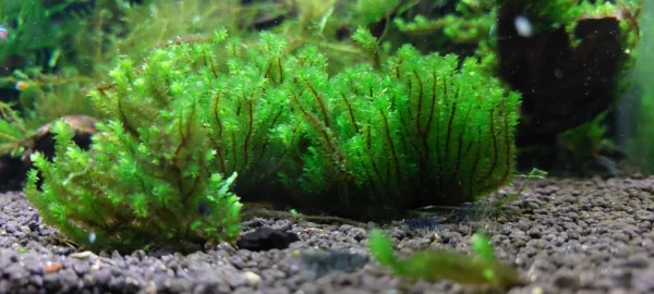 Distichophyllum Hookeriaceae Widok na Kępke jak Wygląda Zostawiona Luzem w Akwarium Zdjęcie nr 2