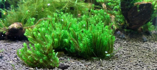 Distichophyllum Hookeriaceae Widok na Kępke jak Wygląda Zostawiona Luzem w Akwarium Zdjęcie nr 3