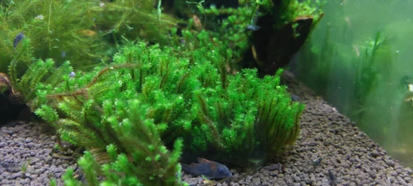 Distichophyllum Hookeriaceae Widok na Kępke jak Wygląda Zostawiona Luzem w Akwarium Zdjęcie nr 4