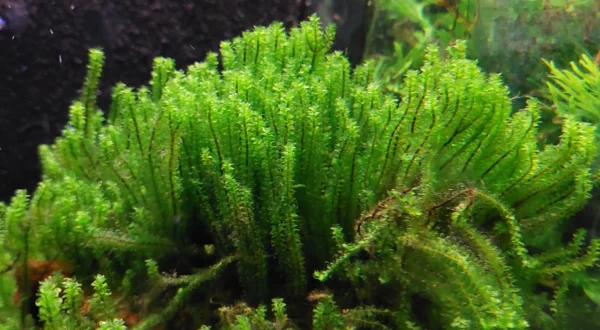 Distichophyllum Hookeriaceae Widok na Kępke od Dołu