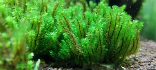 Distichophyllum Hookeriaceae Widok na Kępke z Bliska