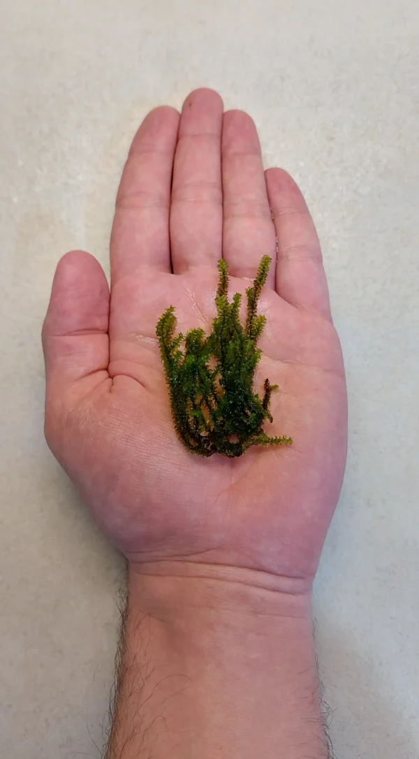 Distichophyllum Hookeriaceae Widok na Przykładową Porcje