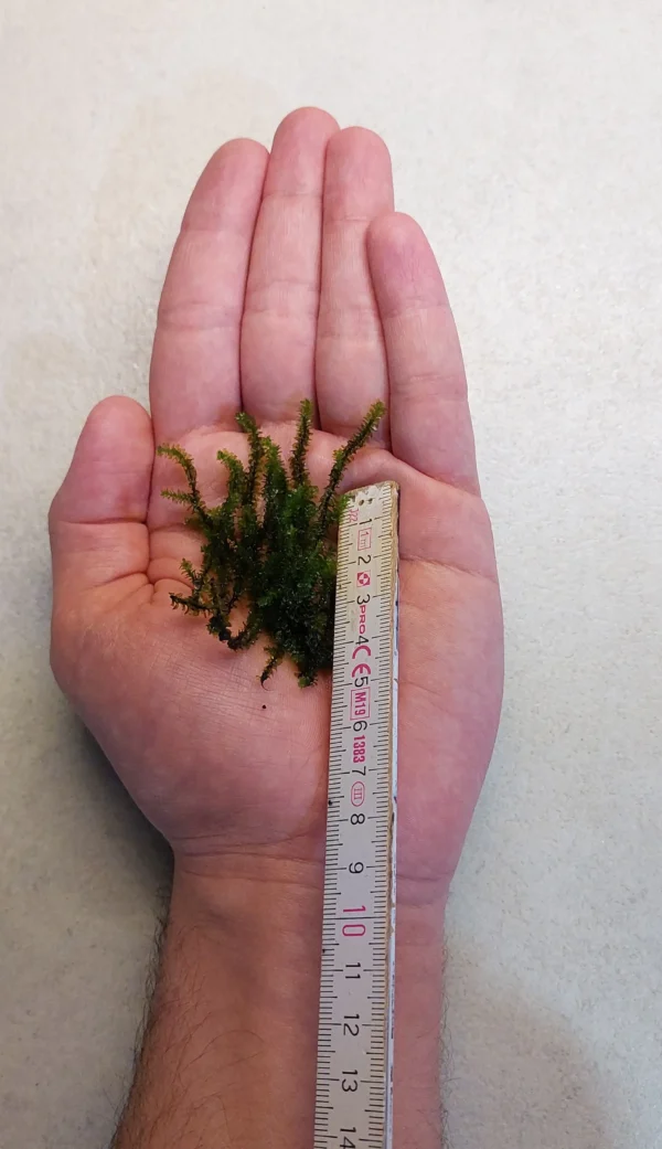 Distichophyllum Hookeriaceae Widok na Przykładową Porcję z Pokazaną Długością