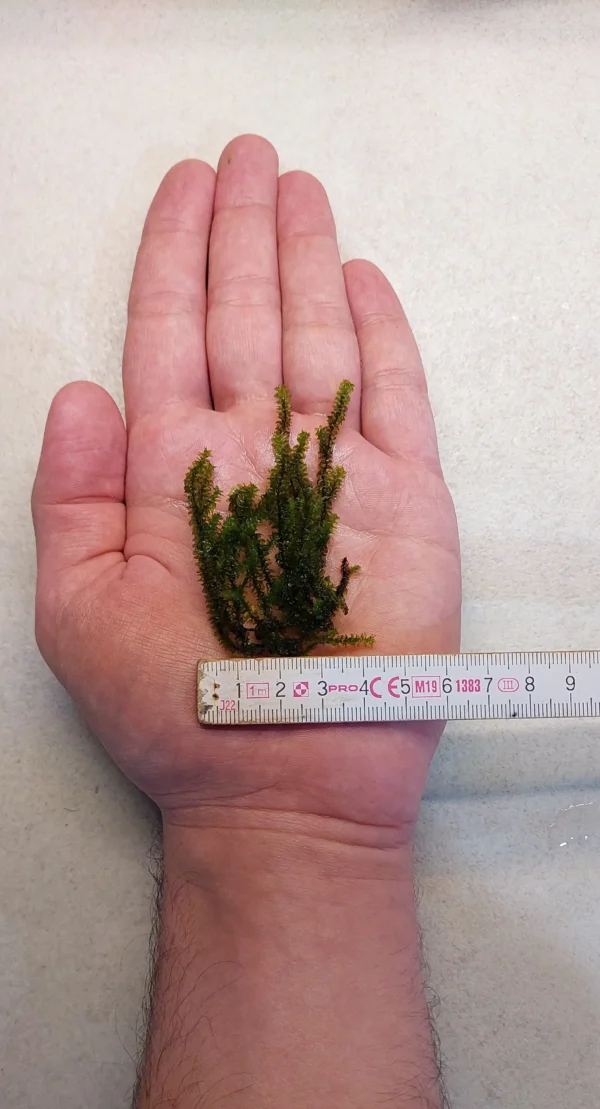 Distichophyllum Hookeriaceae Widok na Przykładową Porcję z Pokazaną Szerokością
