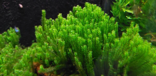 Distichophyllum Hookeriaceae Widok w Przybliżeniu na Kępke
