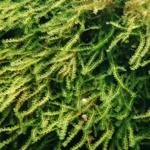 Natuscape Pilo Moss