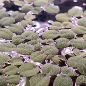 Natuscape Salvinia Natans